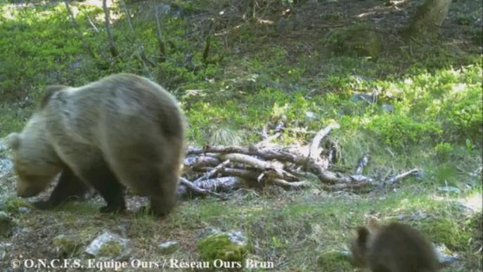 Primeres imatges dels nous cadells d’ós nascuts al Pirineu