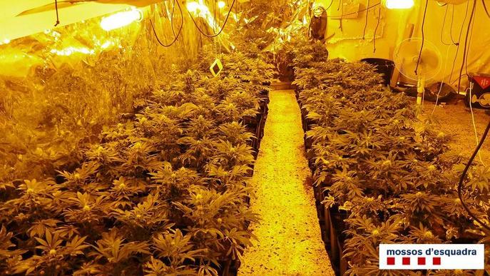 Detingut per conrear 184 plantes de marihuana en un habitatge de Balaguer