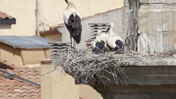 El Capítol demana retirar deu nius de cigonya de la Catedral