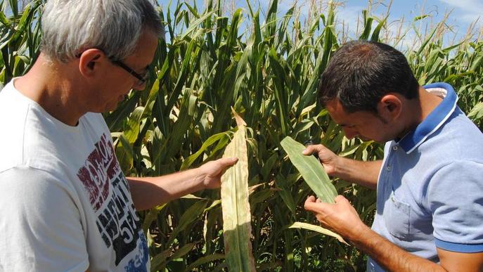 Alerten de pèrdues de fins un 30% en el panís per plagues