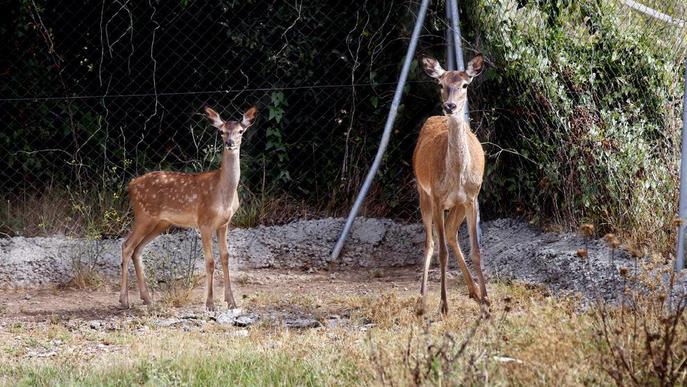 Naix un cérvol en captivitat a Juneda