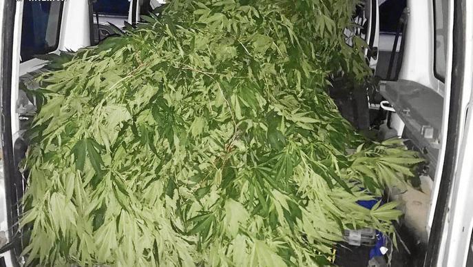 Els Mossos d'Esquadra detenen dues persones i desmantellen dues plantacions de marihuana a Agramunt i Maials