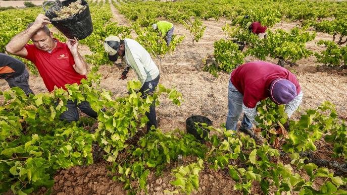 Tomàs Cusiné produirà fins a 300 ampolles de vi de ceps centenaris