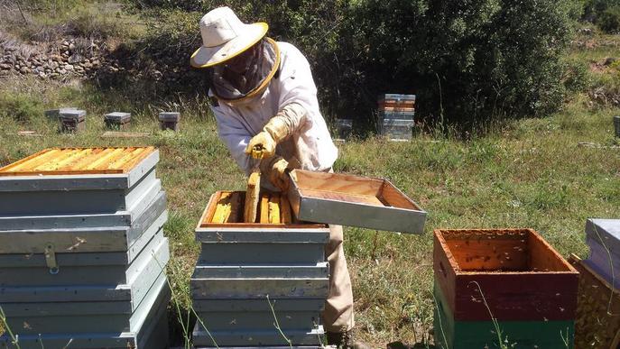 Estudi sobre els perjudicis de l'abellerol sobre la producció de mel a Catalunya