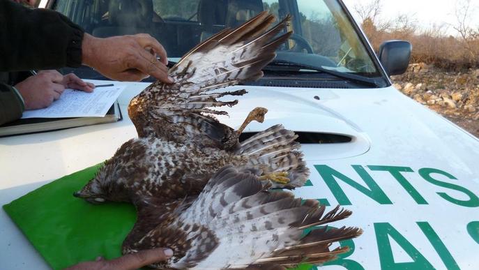 Campanya dels Rurals per evitar morts d'aus per electrocució