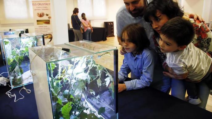 Els animals invertebrats en viu sorprenen a l'exposició del CaixaForum