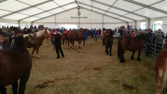 Uns 100 exemplars participen en el Concurs del Cavall Pirinenc