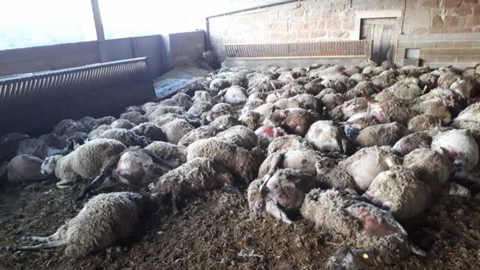 Moren asfixiades 253 ovelles a Llobera per l'atac de dos gossos