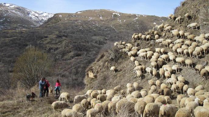 El Museu de les Valls d'Àssua organitza excursions a Llessui al costat d'un pastor local