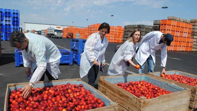 Unió de Pagesos veu insuficient la rebaixa de mòduls per a la fruita de pinyol