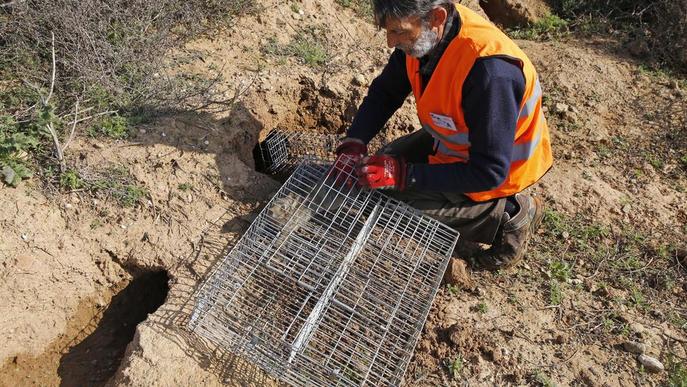 Capturats 250 conills al costat de l'aeroport per seguretat