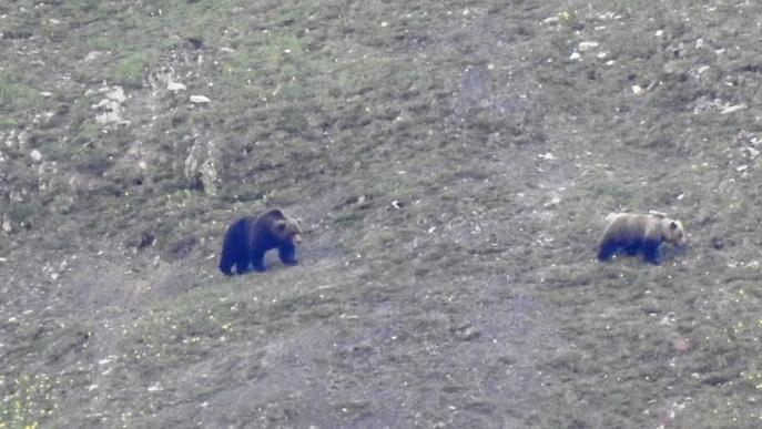 Albiren dos óssos a Bagergue, a prop de la finca afectada pels atacs