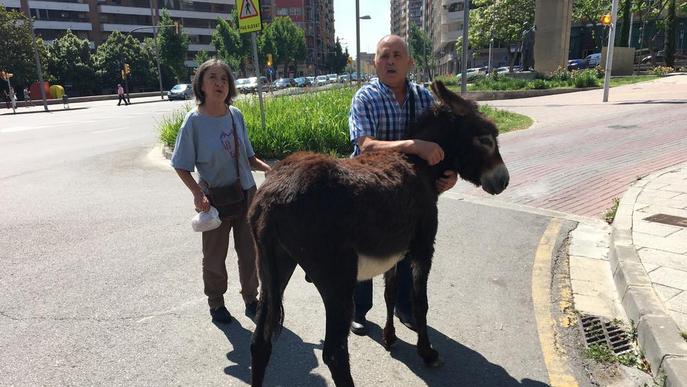 Un burro a la fuga es passeja per Lleida