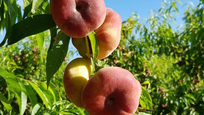 Acusen la distribució de pressionar per frenar els preus de la fruita