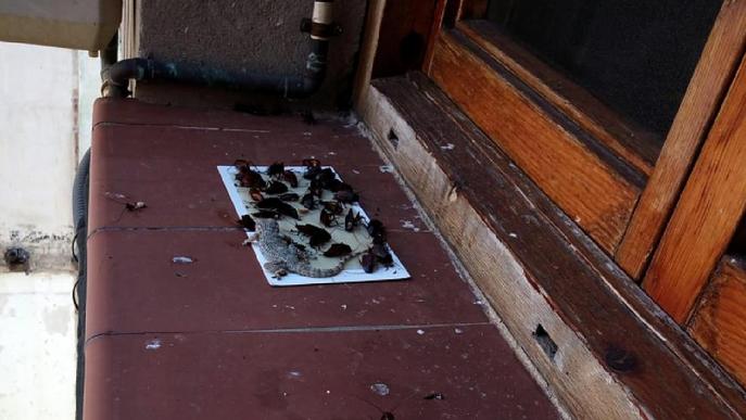 Una plaga de paneroles envaeix un tram de República del Paraguai
