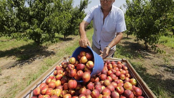 Front mediterrani pel règim de la fruita a la Unió Europea