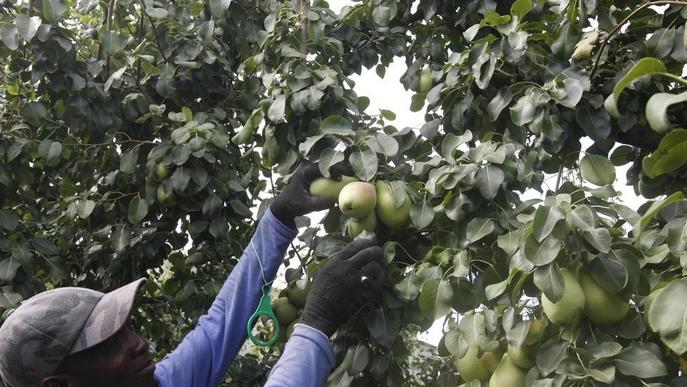 Arranca la collita de blanquilla amb menys producció però gran calibre