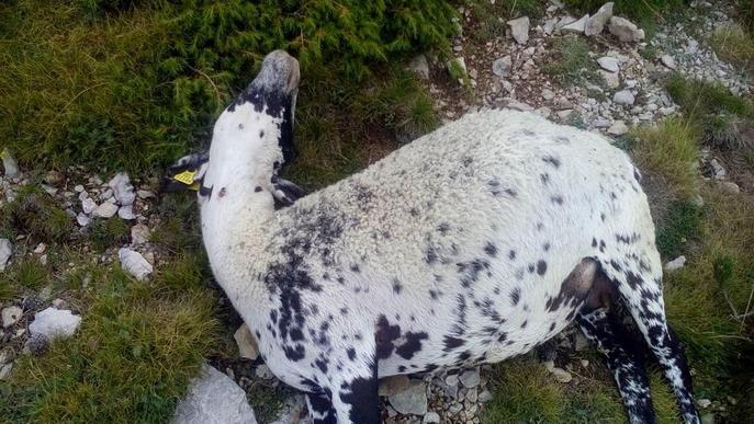 Denuncien més de 50 ovelles mortes pel llop a Odèn
