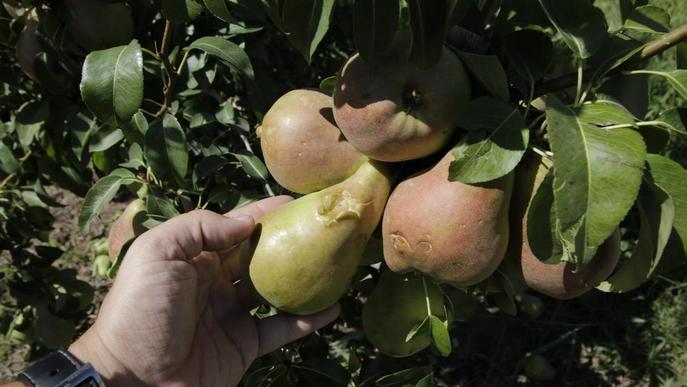 Els pagesos calculen danys de fins a un 75% en pomes