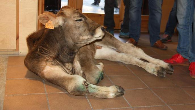 Denuncien la protesta ramadera de Llavorsí per mal tracte animal
