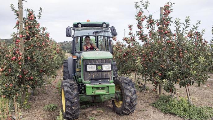 Sanaüja produeix quaranta tones de poma amb al Segarra-Garrigues