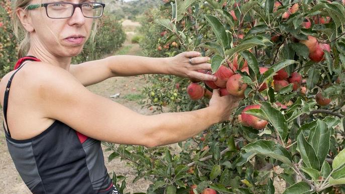 Sanaüja produeix quaranta tones de poma amb al Segarra-Garrigues