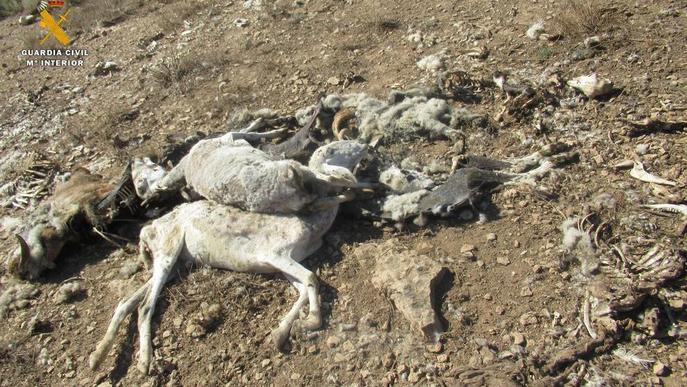 Arresten un ramader a Ontinyena per maltractament animal