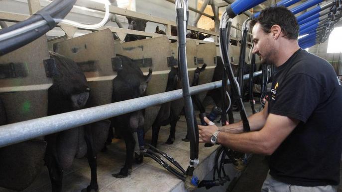 El sector de la llet de cabra impulsa un segell de qualitat