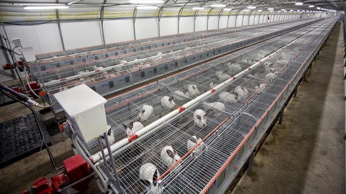 El sector del conill, en crisi malgrat la pujada de preus