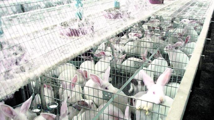 Productors de conill denuncien les pràctiques d'una cadena de distribució francesa
