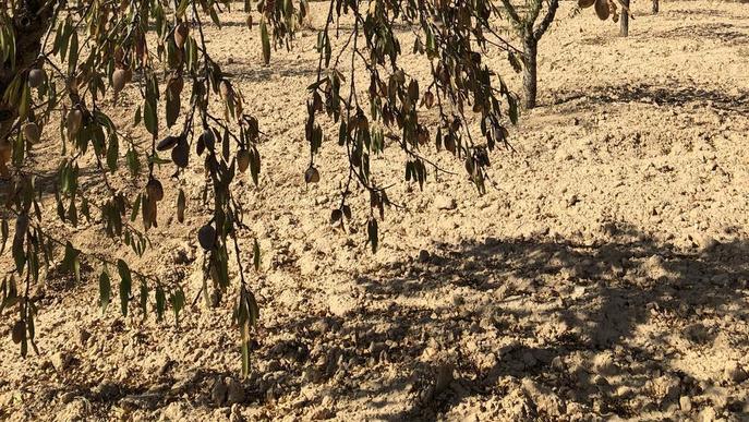 Lleida perd 10,7 milions en ajuts per a la fruita seca