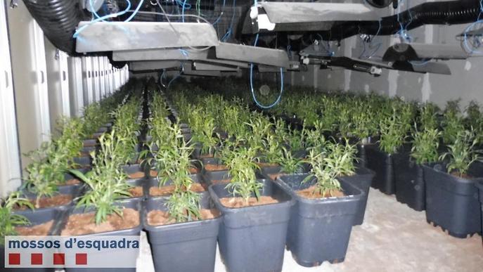 Intervenen gairebé dos mil plantes de marihuana a la nau de Torà