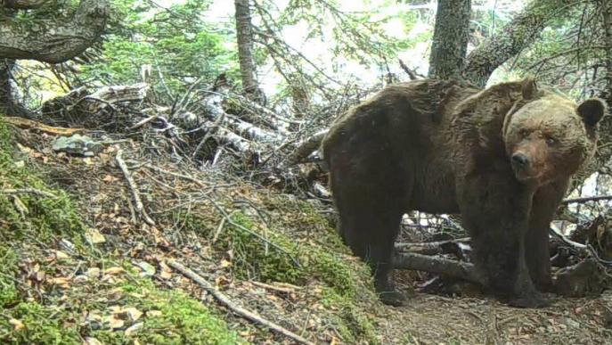 La Generalitat dóna per mort l’ós Pyros als 2 anys de no tenir-ne rastre