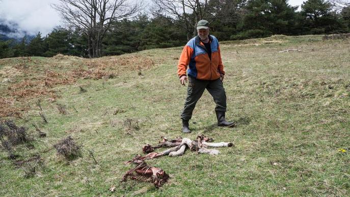 Despleguen cinc gàbies a Aran i el Pallars Sobirà per capturar óssos i col·locar-los un GPS