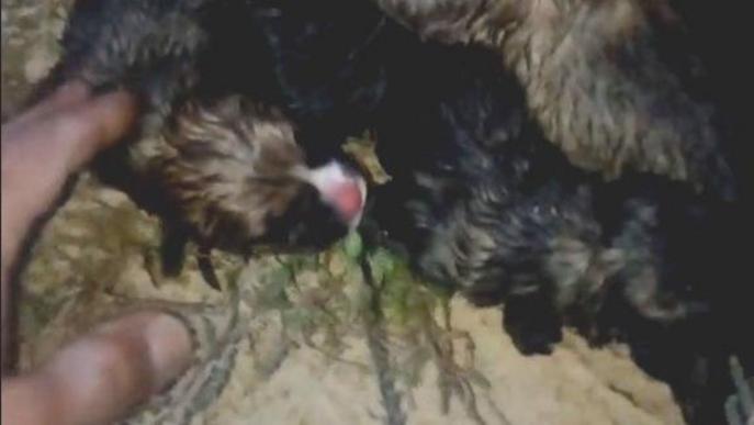 Rescaten set cadells abandonats en una bossa de plàstic a Fraga