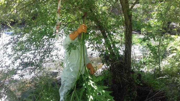 Retiren una planta tòxica originària d’Àsia del curs del Segre a l’Alt Urgell