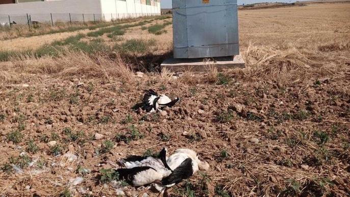 Més de 30 cigonyes mortes a la línia de l’aeroport Lleida-Alguaire