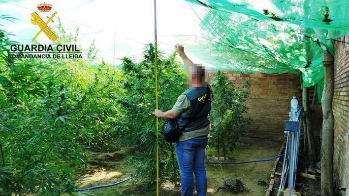 Confiscades més de 50 plantes de marihuana en dos pobles de Lleida