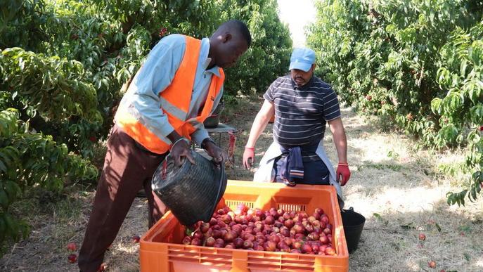 Afrucat alerta que la possible manca de mà d'obra podria deixar sense collir la fruita més primerenca