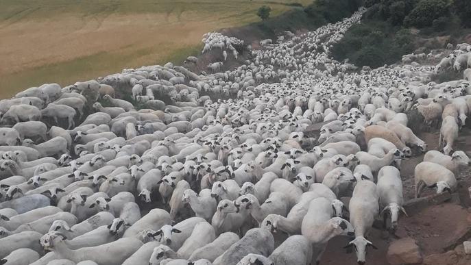 Unes 2.500 ovelles baixen de Castanesa a Alcarràs