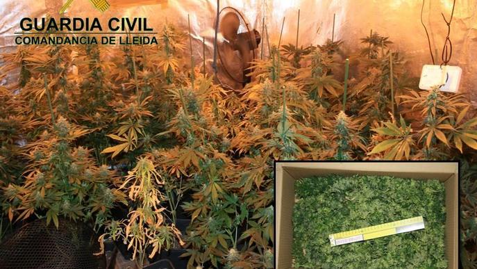 Detingut per un 'laboratori' de marihuana en un edifici de Lleida