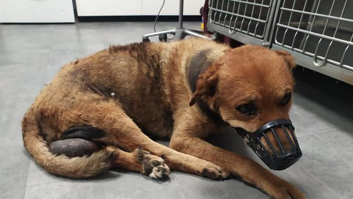 Denuncien la mort d’un gos abandonat malalt a Bellvís