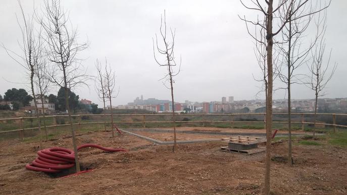 Nous arbres per als miradors del Secà de Sant Pere