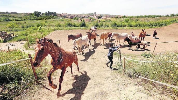 Un oasi per a cavalls al límit