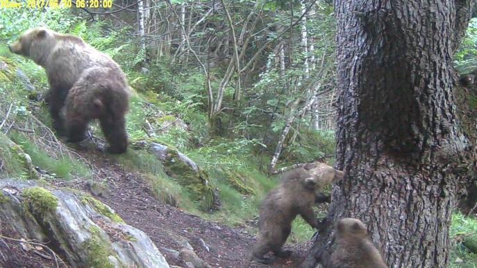 Set cries d'ós augmenten la població del Pirineu malgrat la mort de dos exemplars