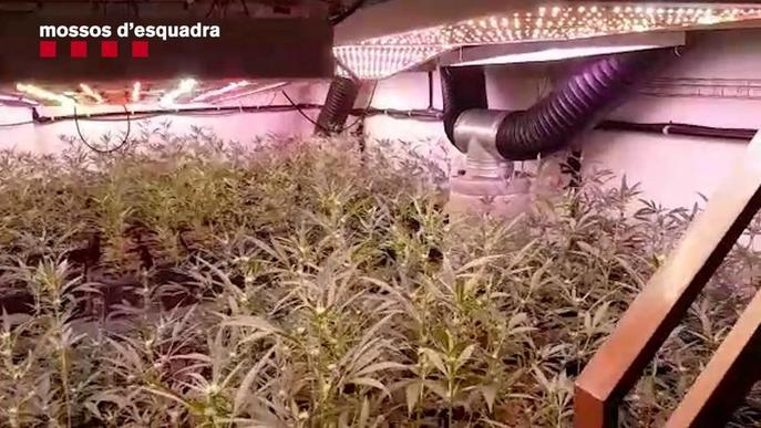 Cau una xarxa de tràfic de marihuana que tenia una plantació al Tarròs