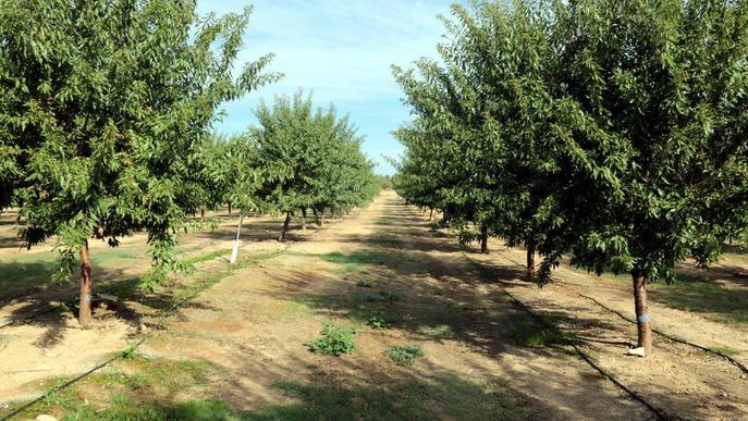 Caiguda de la producció d'ametlla al secà i caiguda de preus aquesta campanya, segons UP