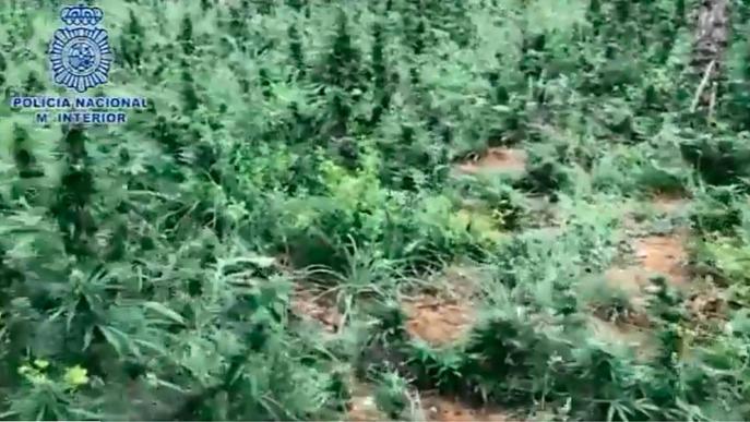 ⏯️ Cau un grup de cultiu i tràfic de marihuana a gran escala