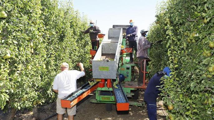 Les exportacions de pera de Lleida creixen un 70%