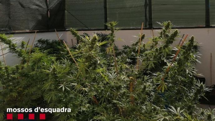 Troben marihuana en dos cases de Golmés